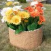 Цветник КАНЬОН купить в Мурманске
